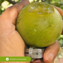 Muda de Umbu Gigante – América Dourada